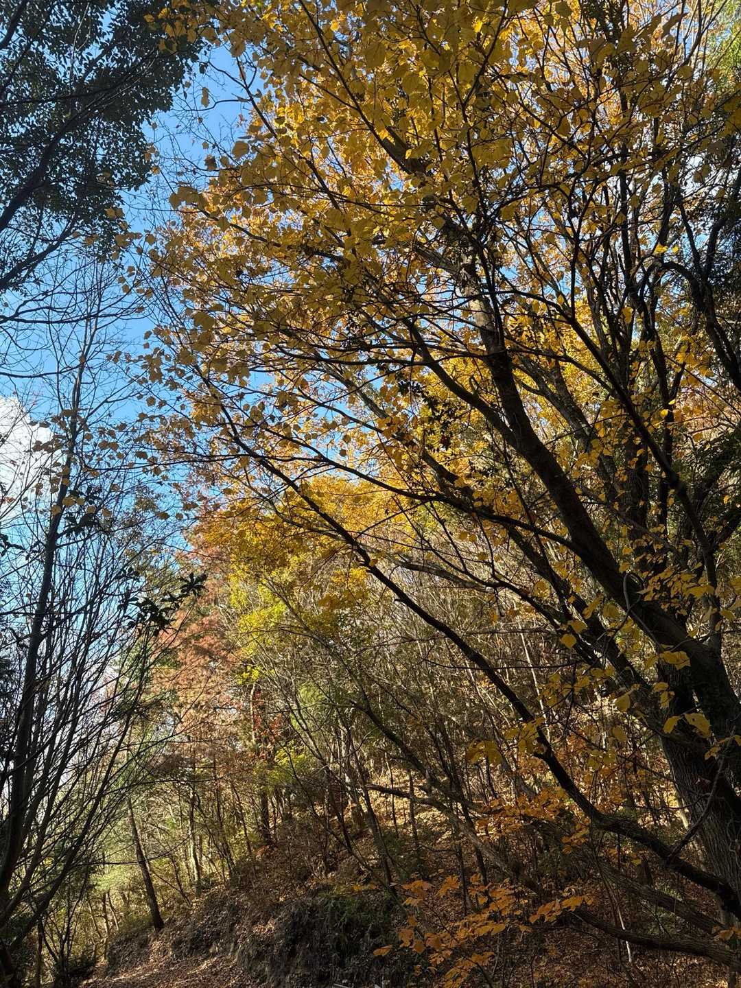 奥山登り口　-大山峠-大山-青影山 往復コースの写真