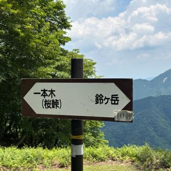桜峠へ向かう🌸

鈴ヶ岳から茶野へ向かう道は、
カルスト地形が見られ、
そのせいで道を見失いがち。。要注意⚠️
ドリーネも幾つかありました。

（覚えた！ドリーネ＝窪地のこと。
青のドリーネって御池岳で雪山の時にきれいなんだそう。。教えていただきました🧐）

