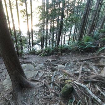 逆光、木々の合間に湯の峰宿が見えてきました。が、足元注意