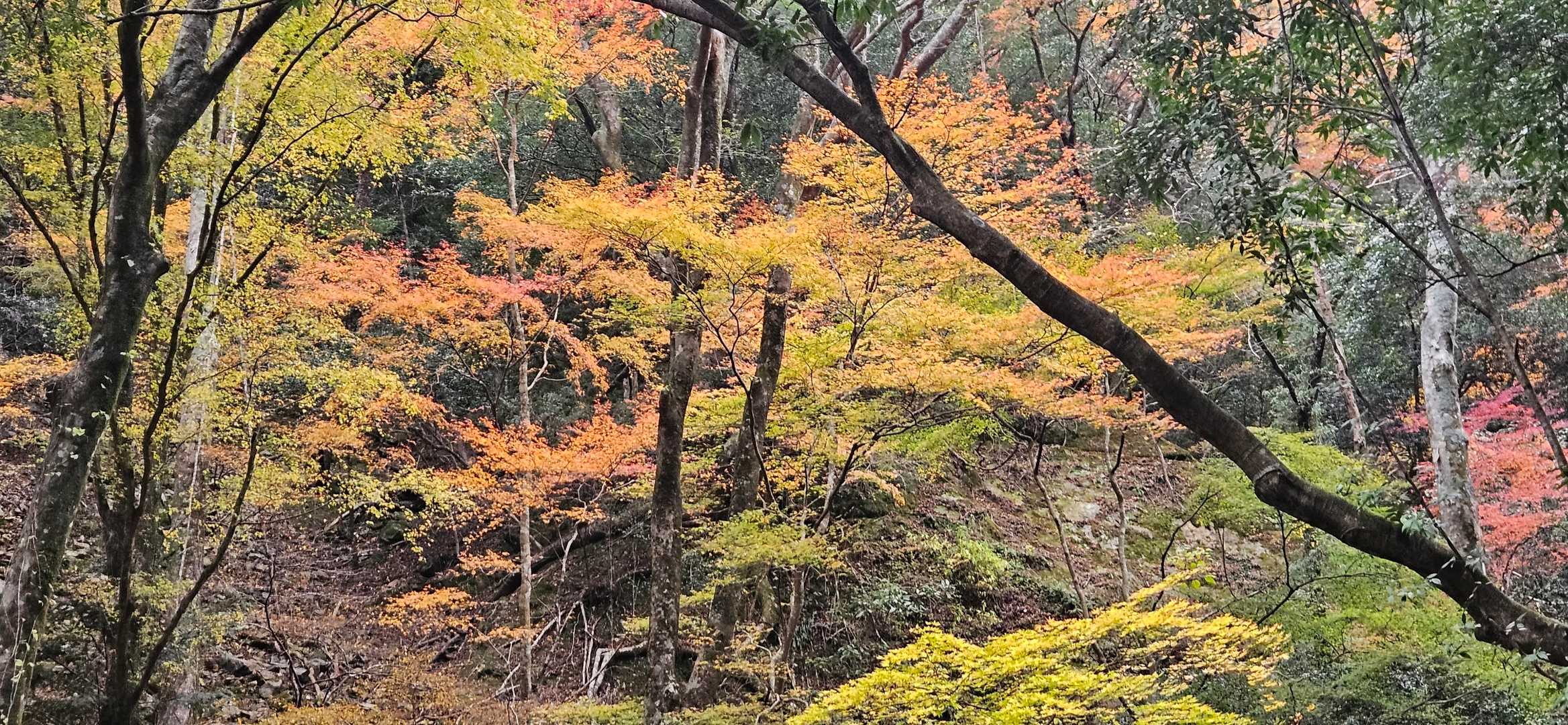 明神山 周回コースの写真
