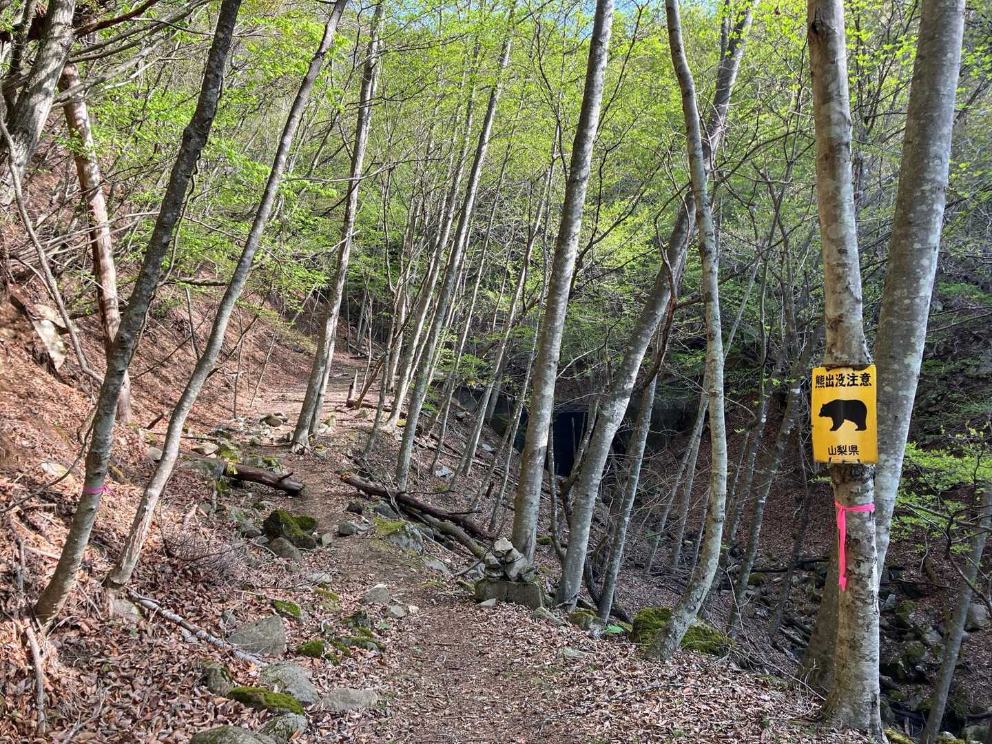 長い林道とやっとお別れして、登山道らしくなる。