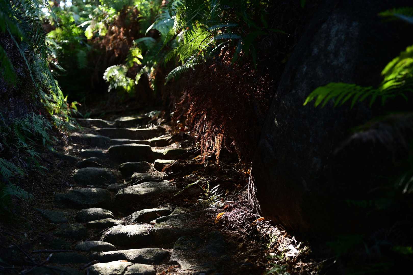 八鬼山越え登り口-九木峠-荒神堂-八鬼山-桜の森広場 往復コースの写真
