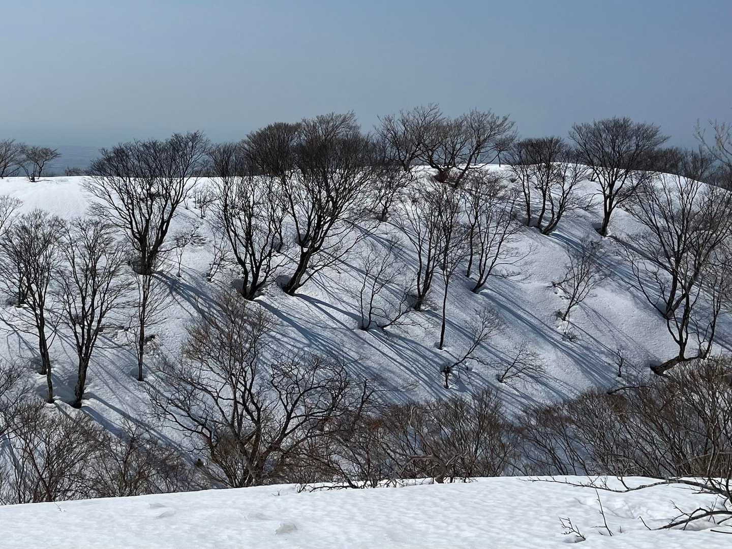 ツリーホール面白い