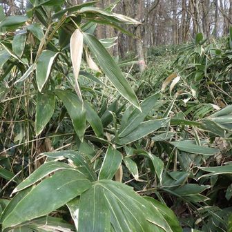 笹は腰の高さぐらい