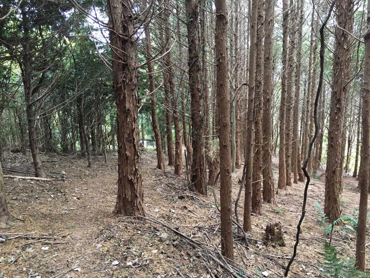 道はYAMAPなしで覚えてしまった。