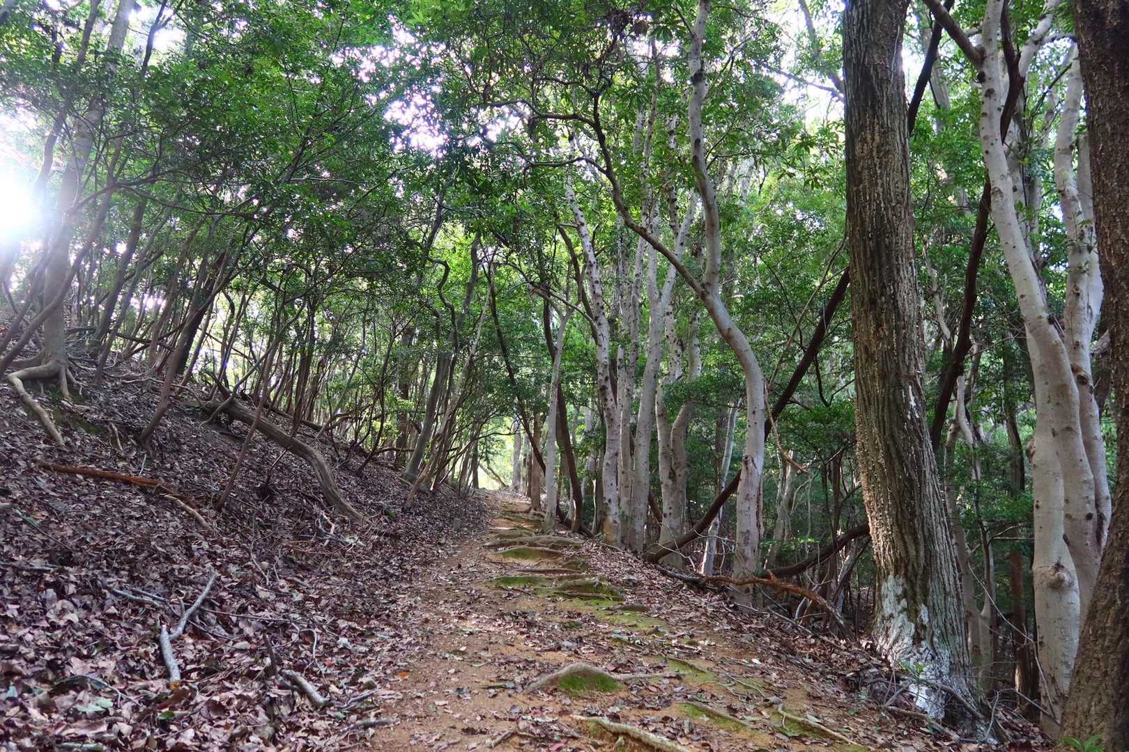 的場山 往復コースの写真