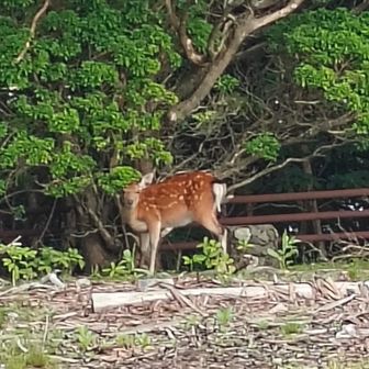 鹿！顔上げてくれた☺️