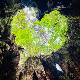 トロピカルパンダ