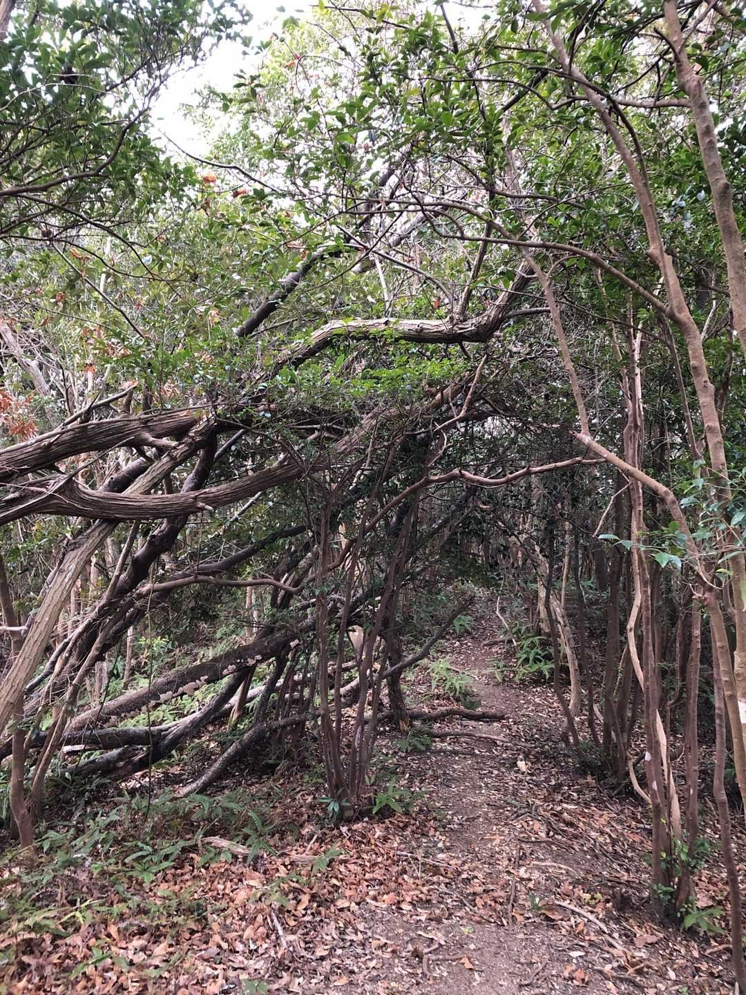 山頂カンバンは無し🪧🙅‍♂️
ちょっと進み過ぎましたがここを高崎山山頂とします⛰😅