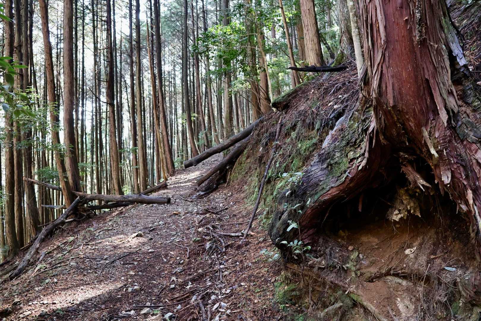 しばらく九十九折りの道です
