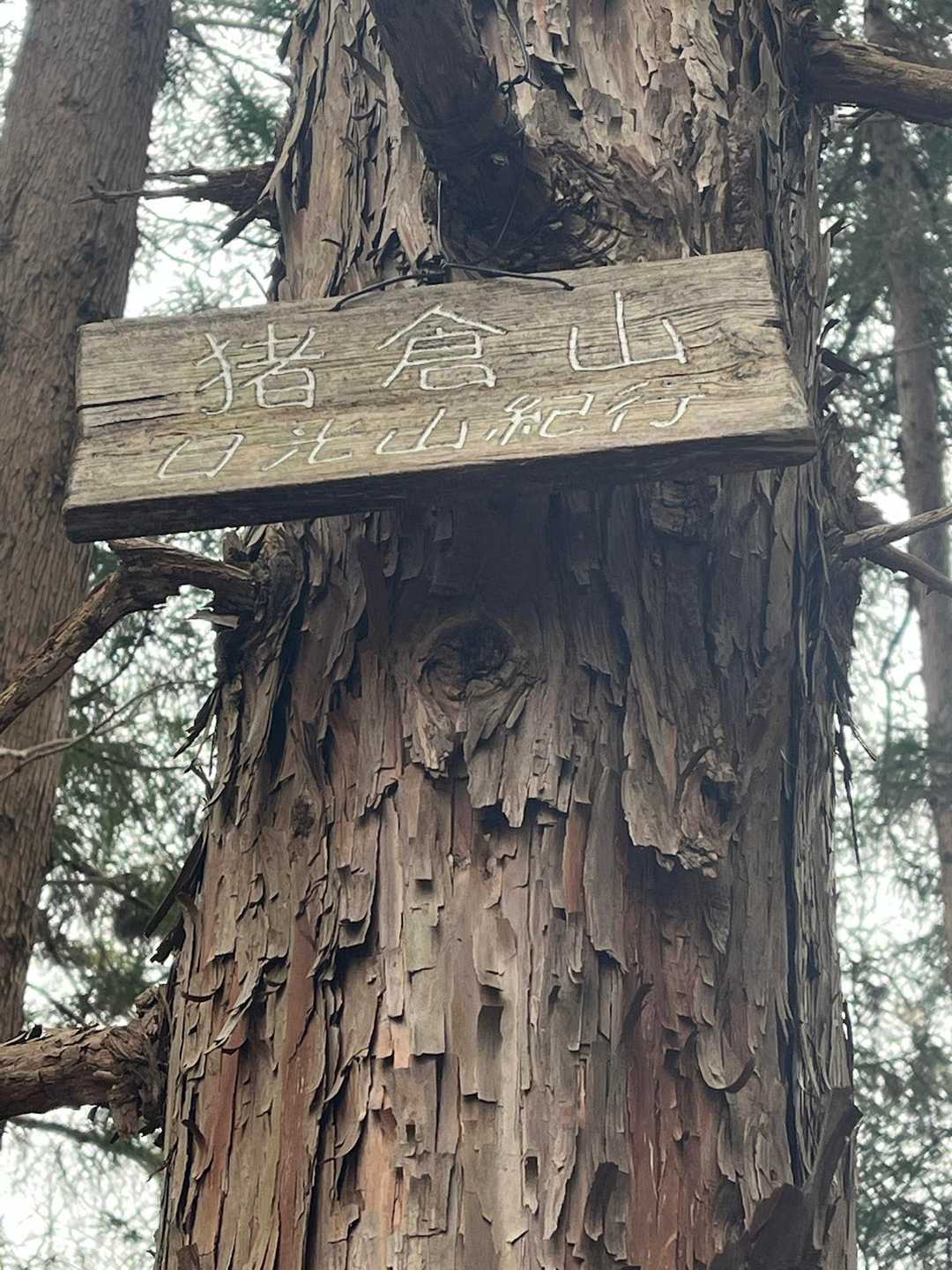 猪倉山と観音寺山、どっちが正式名称でどっちが俗称なのかなぁ？