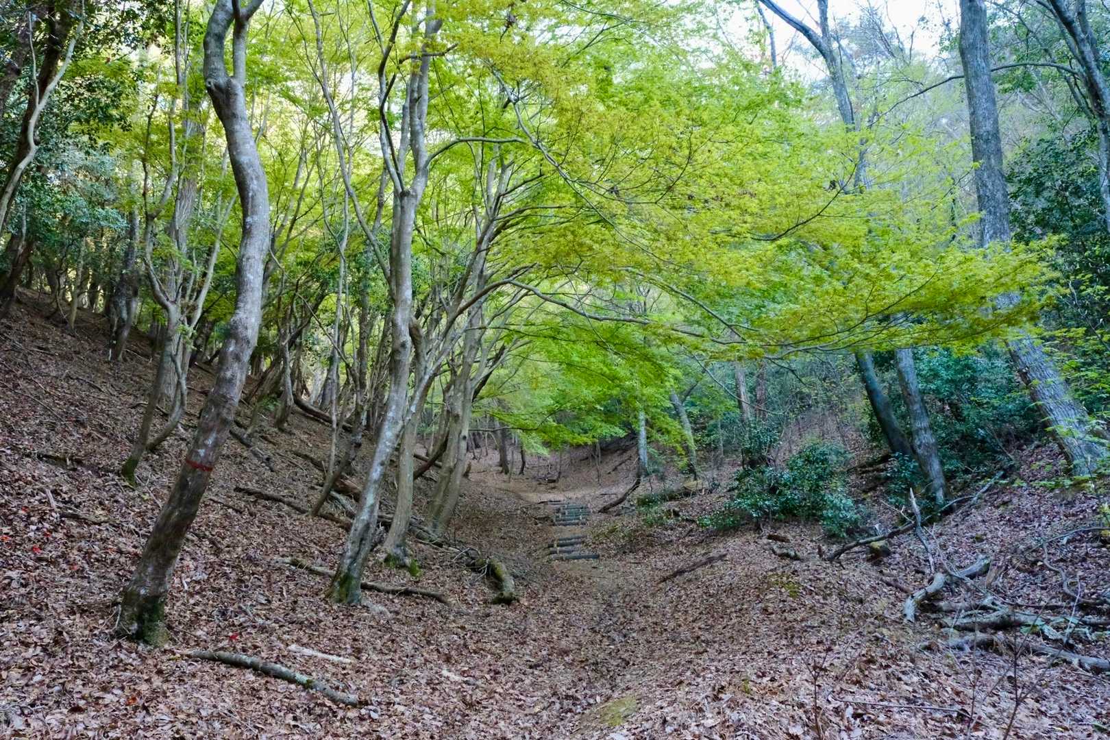 多分もみじだと思う。
秋の景色も見てみたいと
