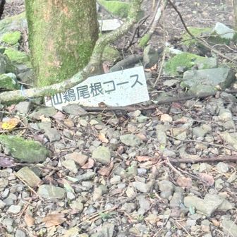 仙鶏尾根コースの案内板。