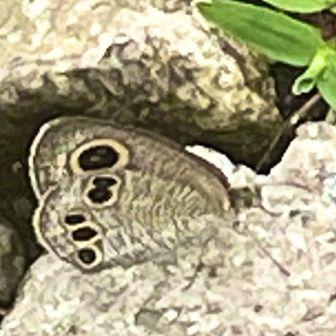 ヒメウラナミジャノメ