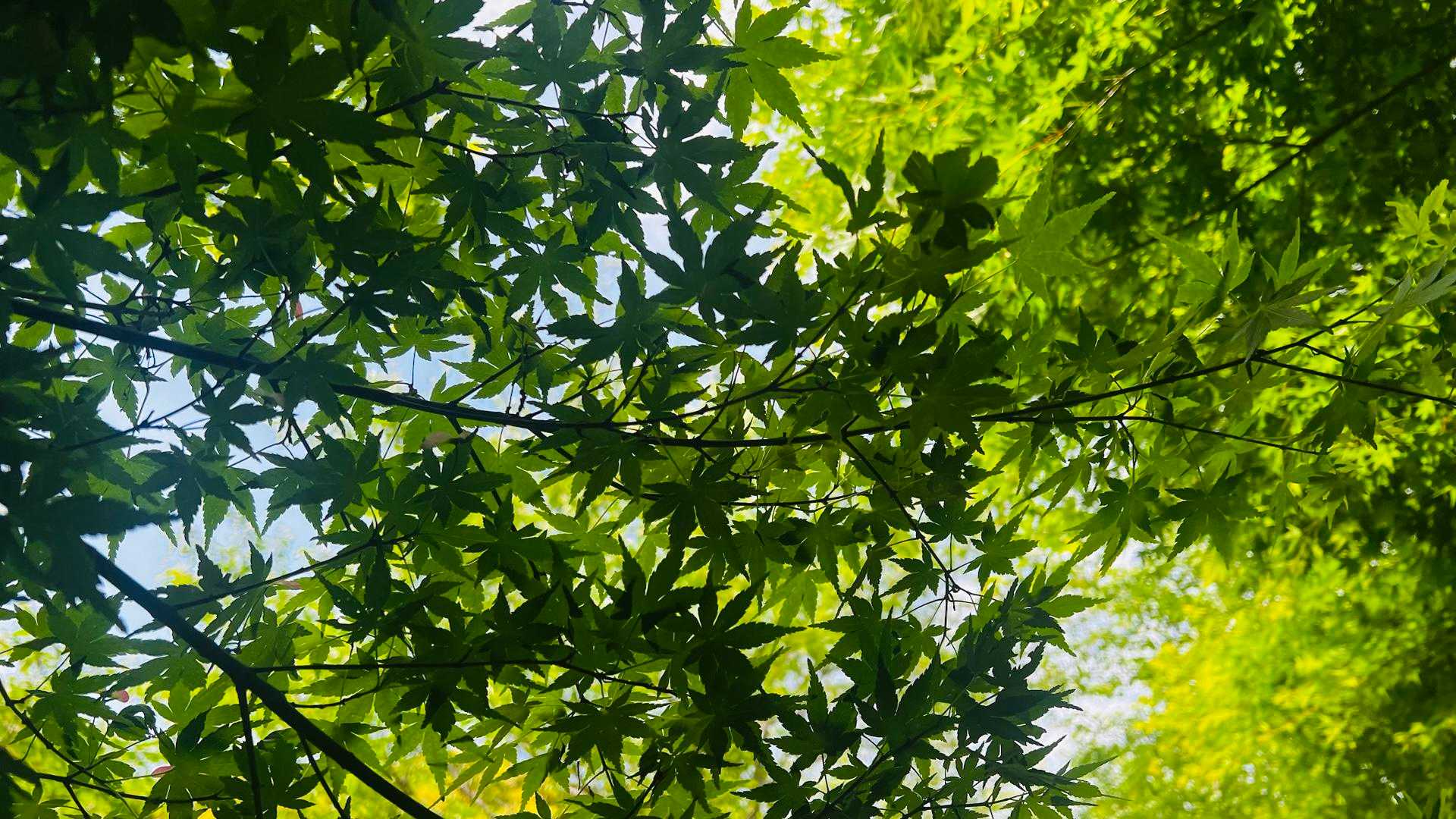 いつのまに新緑が生える季節になりました
