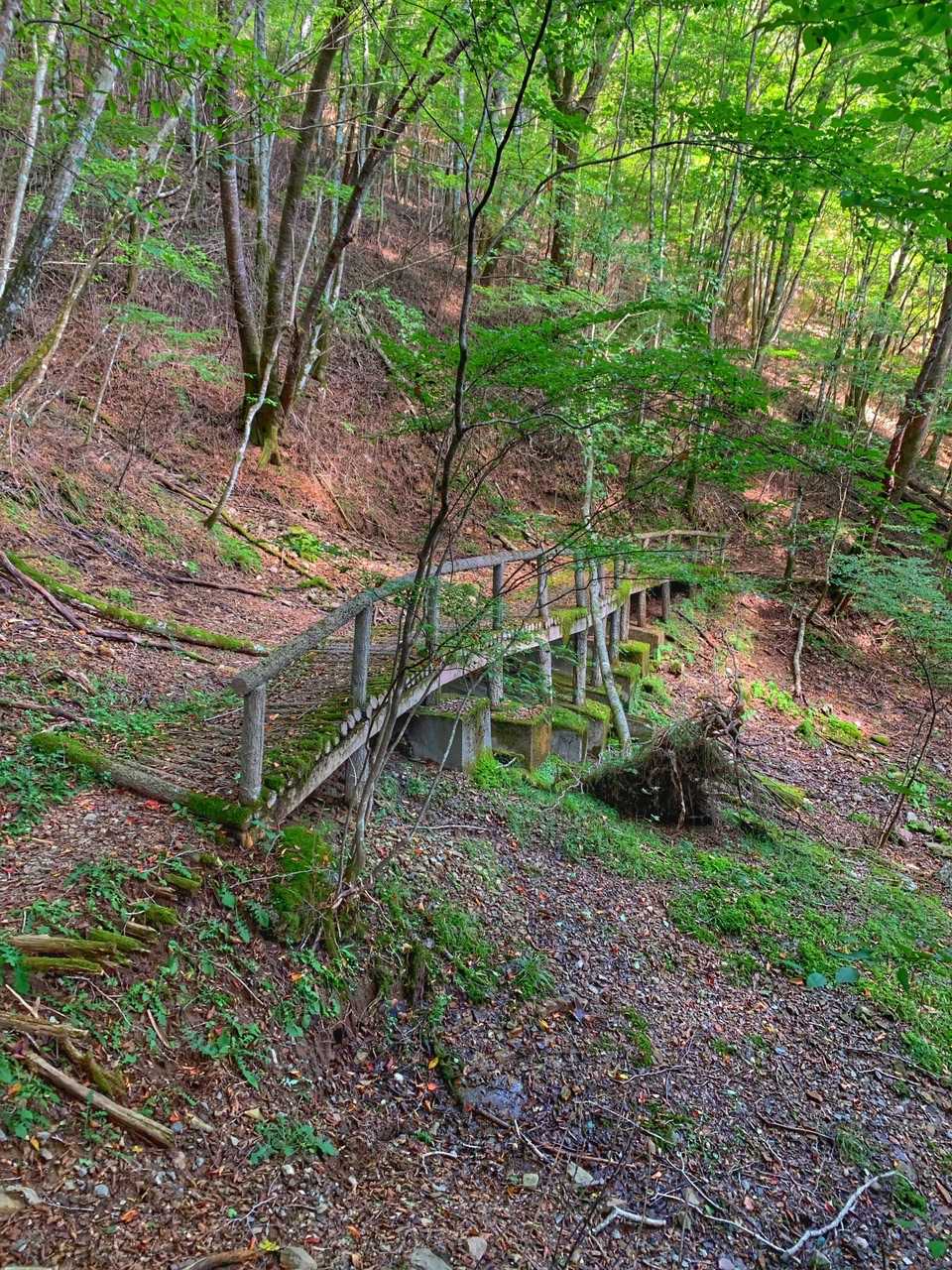 天狗棚-1200高地 往復コースの写真