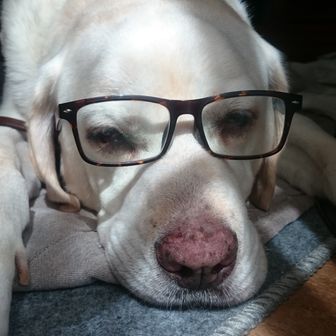 どら部屋のどら