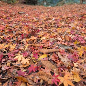 ここも紅葉のじゅうたん