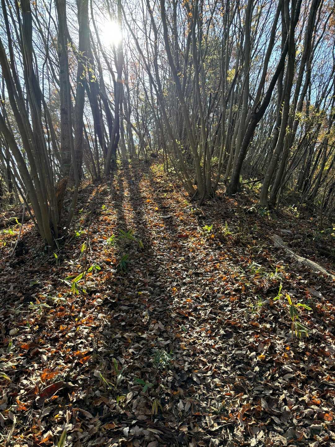 登山道