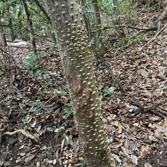 カラスザンショウだそうです。初めて見たような気がします　目立つイボイボはトゲトゲの跡だそうです　