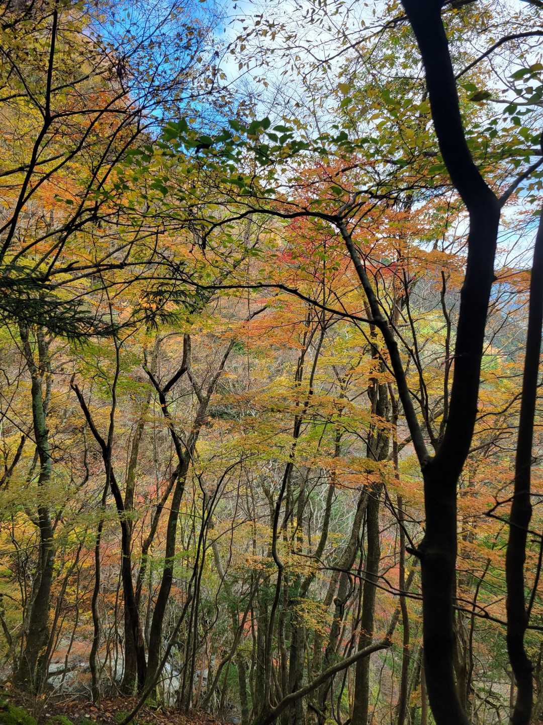 綺麗な紅葉🍁のロード