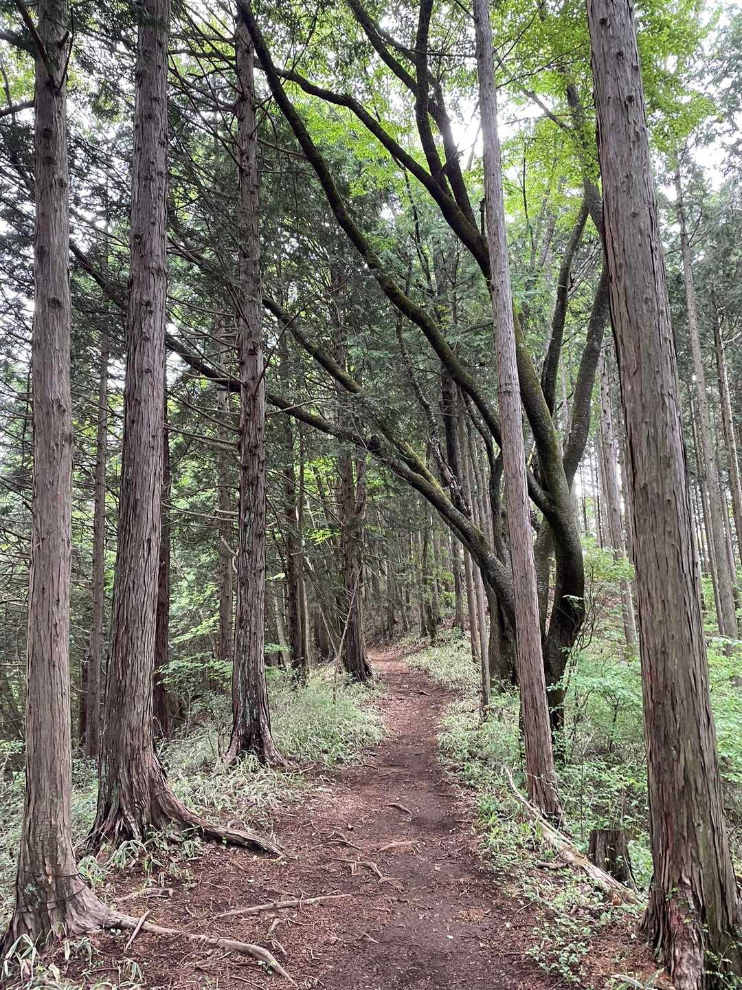 軍刀利神社-生藤山 往復コースの写真