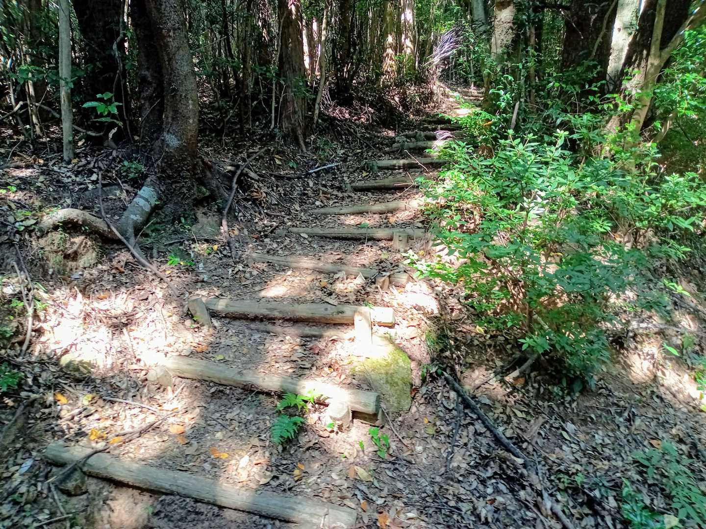 行きに登った道🚶