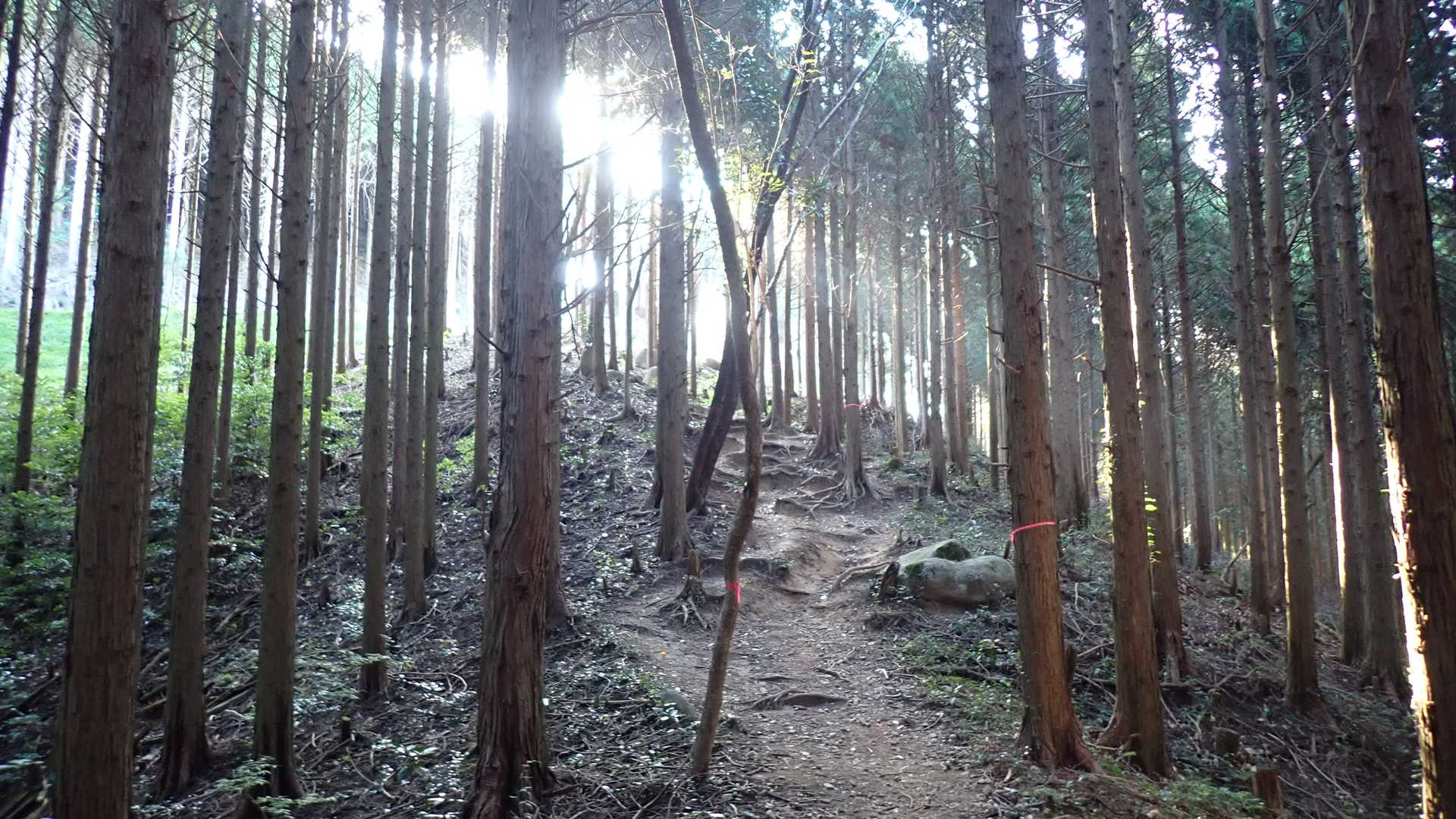UFOからの照射か？、さらわれない様にしなきゃ