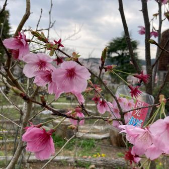 陽光ザクラ、色が濃い
