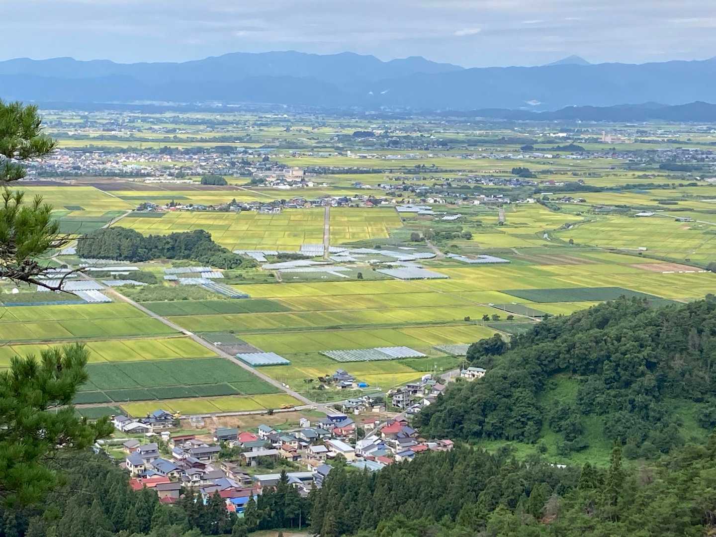 収穫前の田んぼが黄色に広がる。