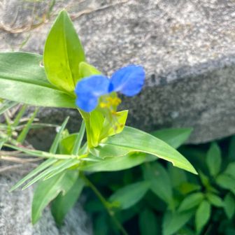 愛猫が好んだムラサキツユクサ。素朴で可憐な花です。