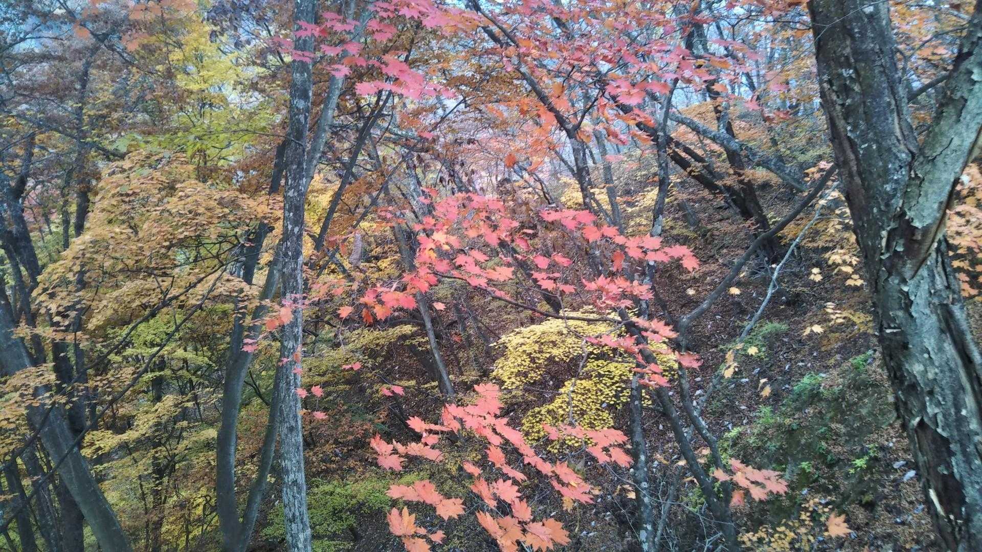 大屋山 往復コースの写真