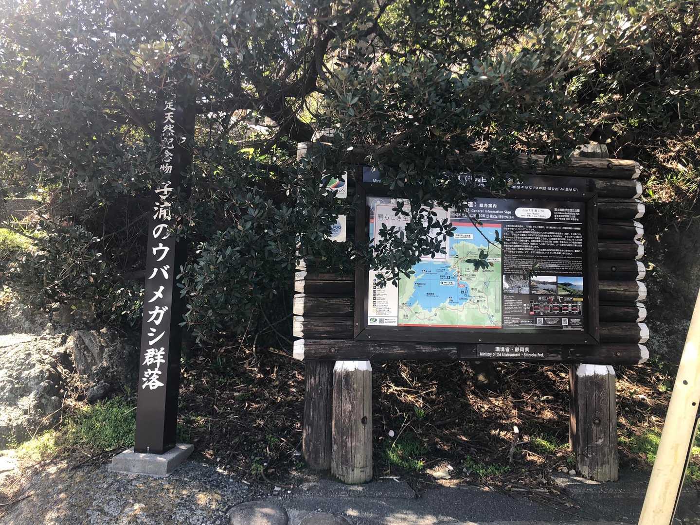 ウバメガシの樹林を歩きますよ