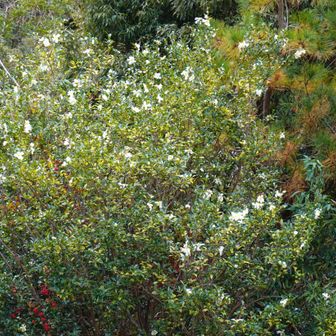 サザンカが満開でした。