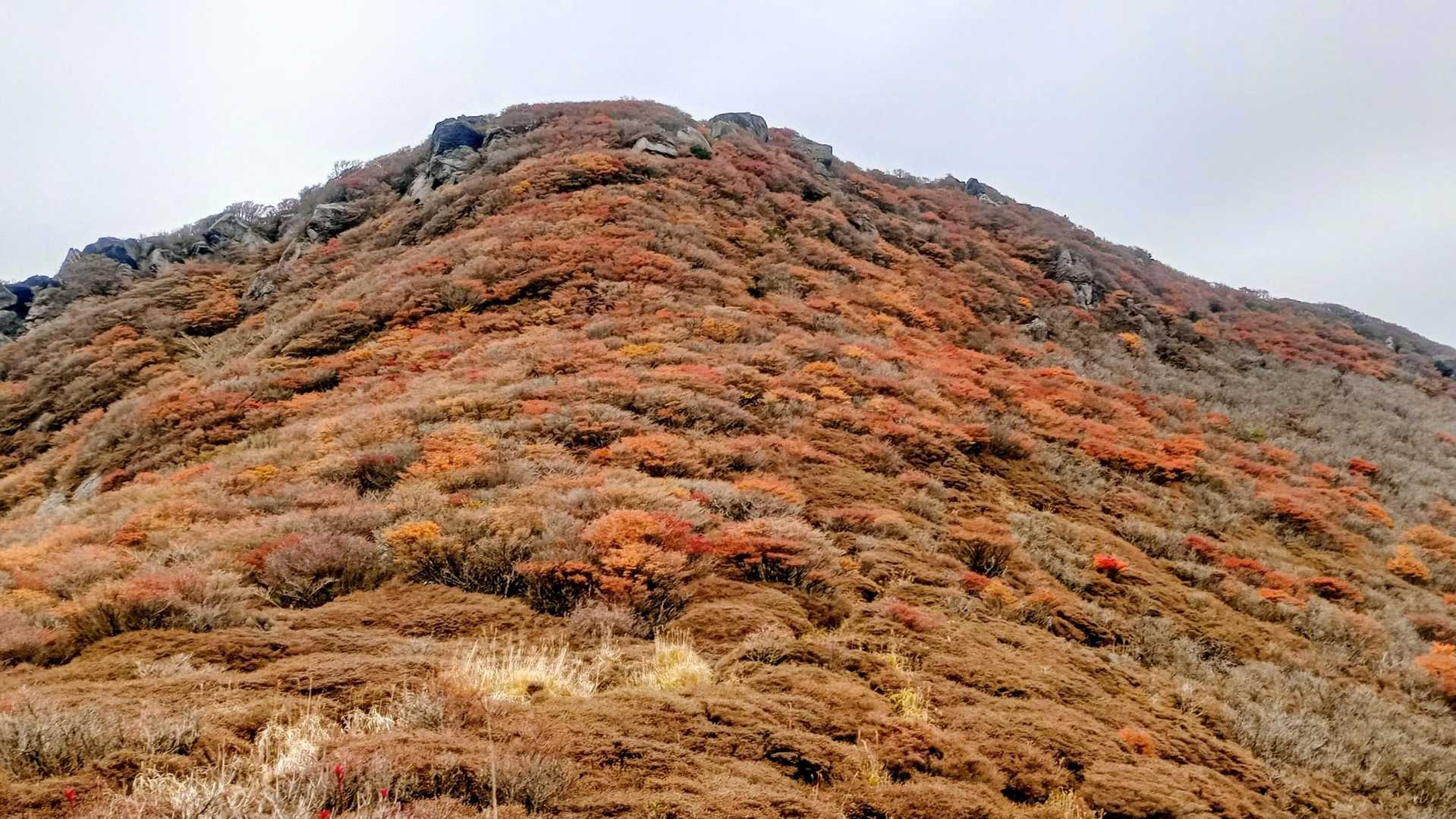 振り返る本峰の紅葉
最高潮🙌