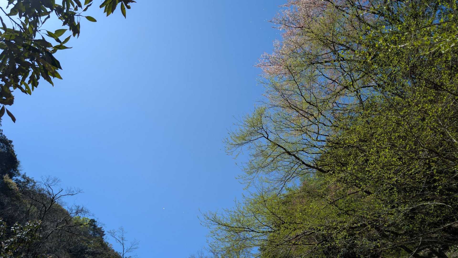 
あ〰️〰️
桜吹雪がきれいに撮れない
