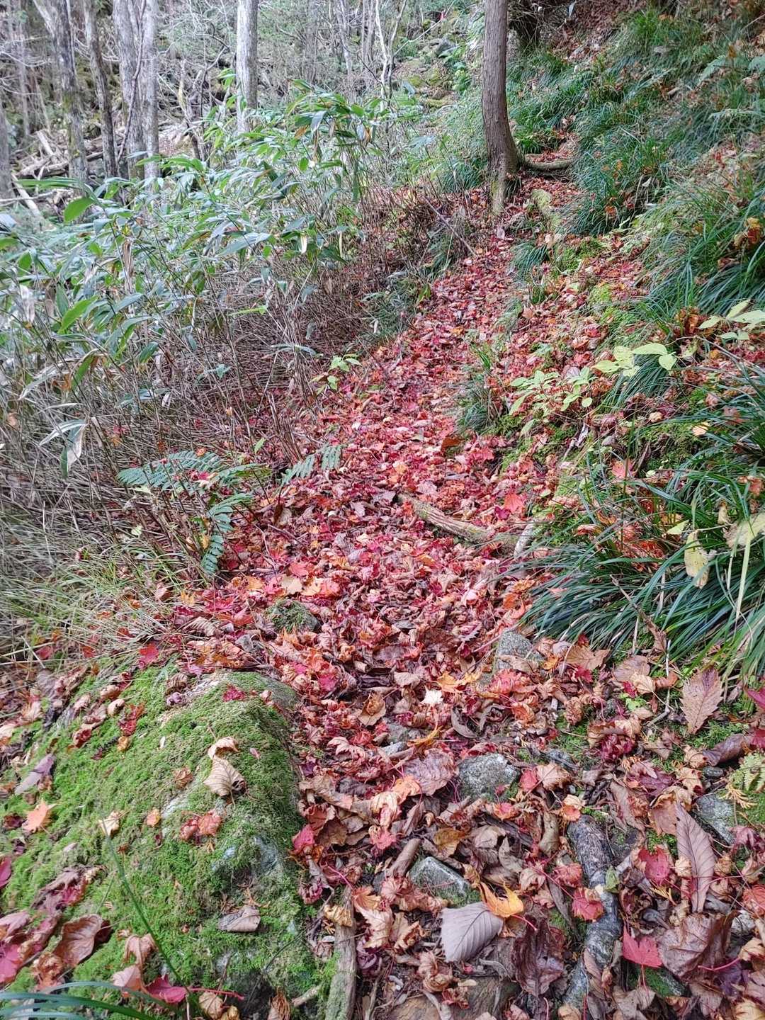 紅葉🍁　の登山道です。キレイでした。