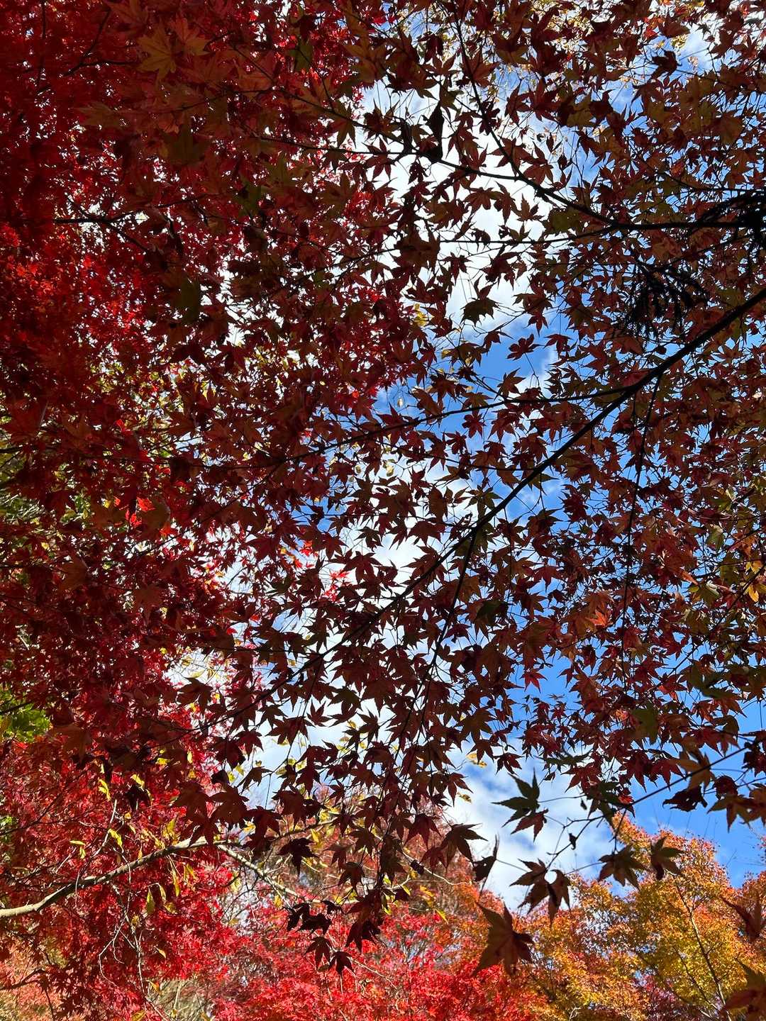 情報通り、紅葉は真っ赤か🟥