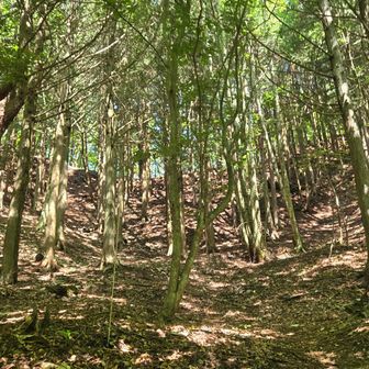 早くも鳶巣峠