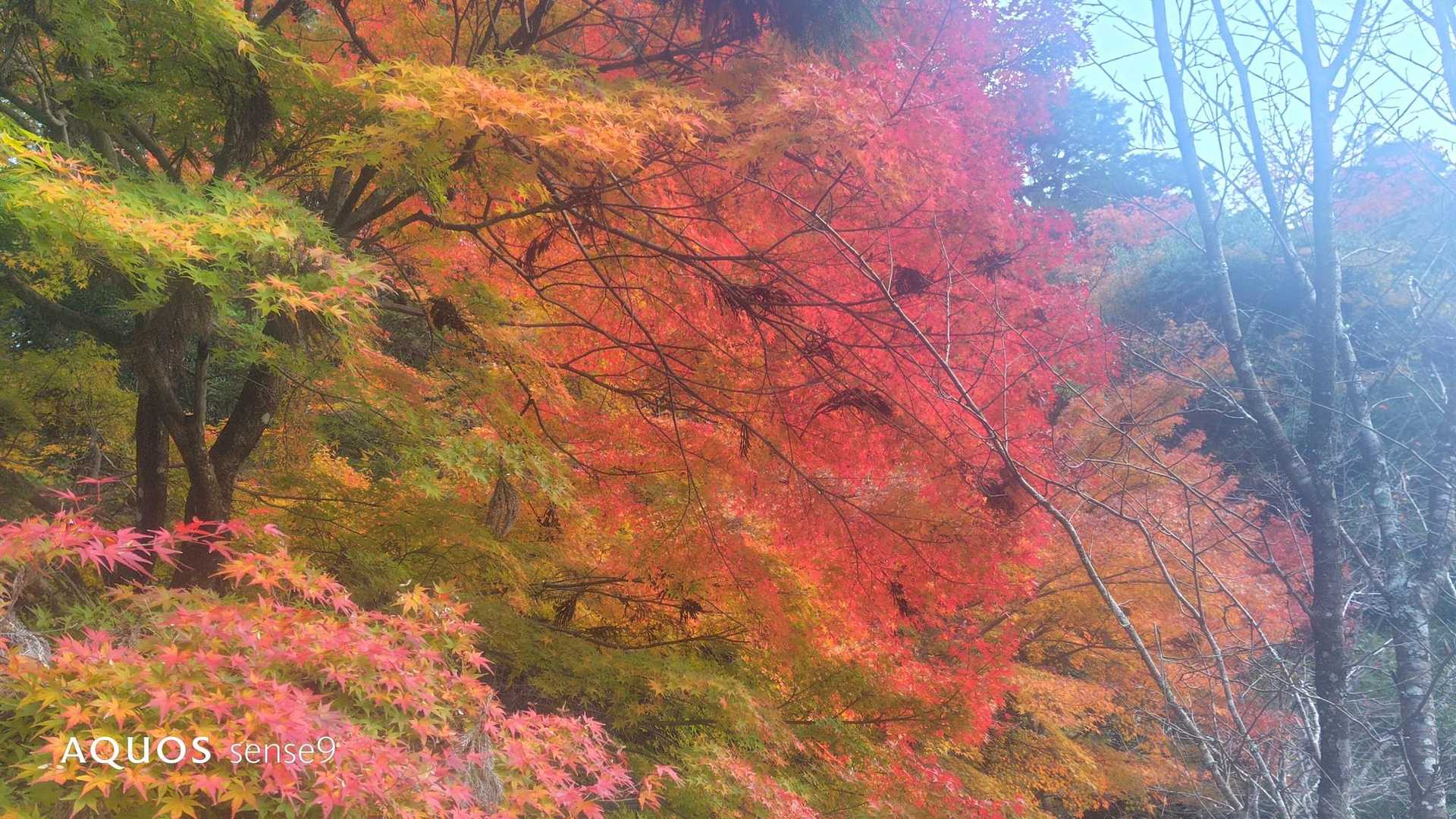 駒ヶ林-弥山 往復コースの写真