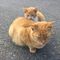 ねこやんのツレ