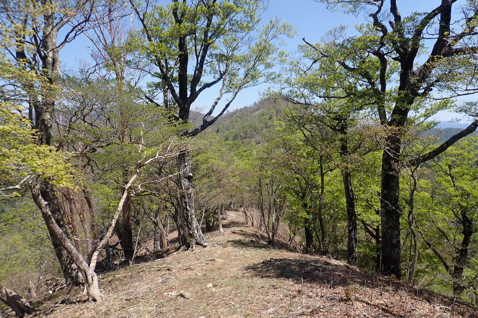 本当に、太陽とは偉大ですね。景色の中にある見える生命に、活力を注ぎ込み、色を目覚めさせてくれるかのよう。
それを見るこちらにも、エネルギーが伝播するんですね！
