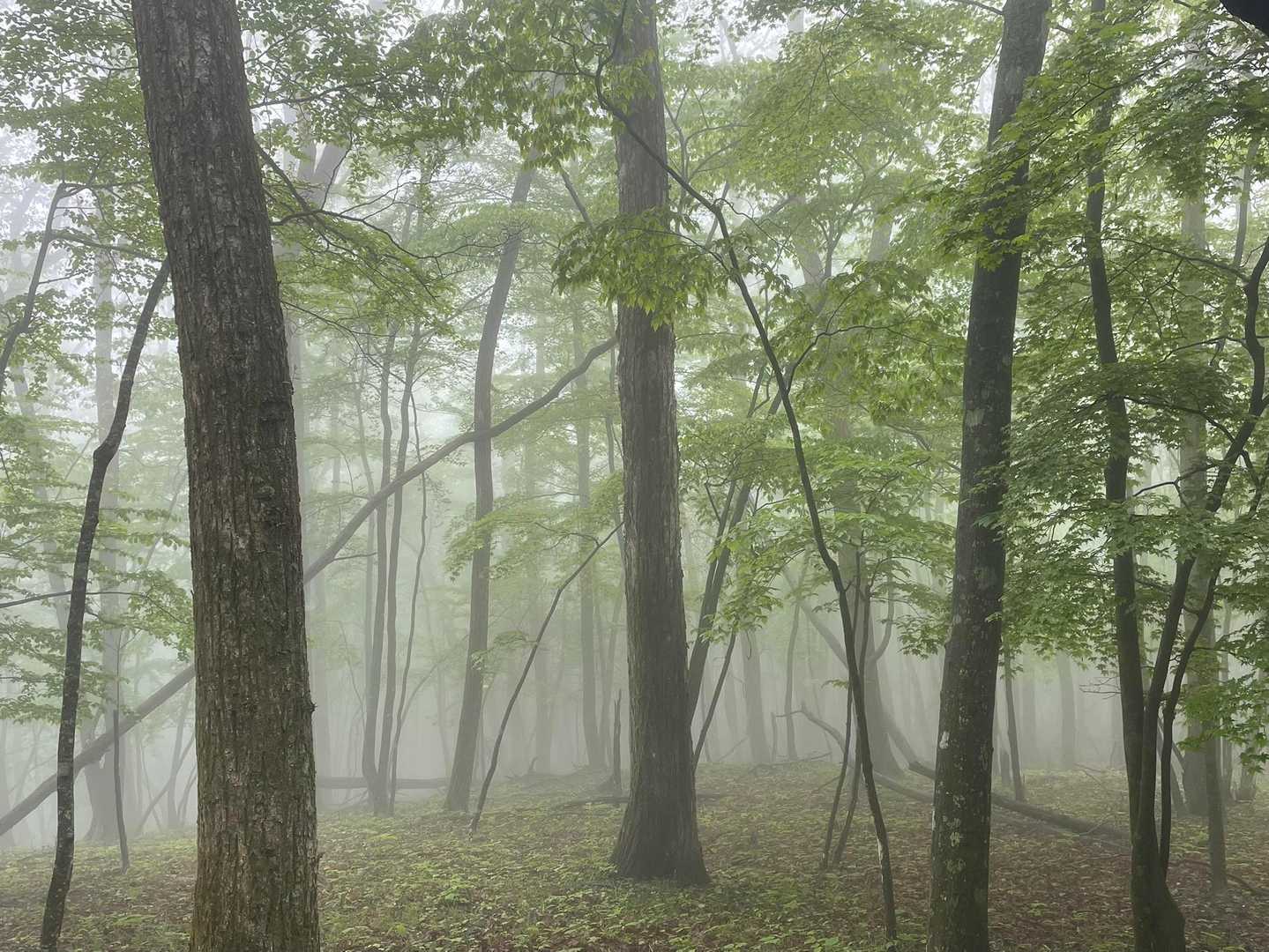 モヤがかかってる〜どこかの避暑地みたい☕️