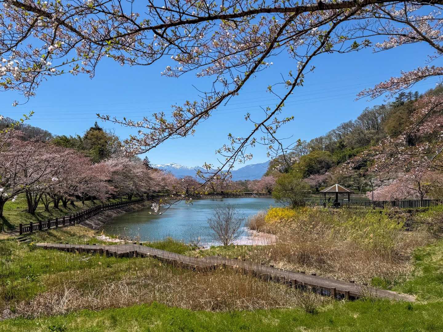 下山すると美しい池と桜🌸並木