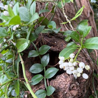 この白い実は、、
？？
シラタマカズラ⚪️