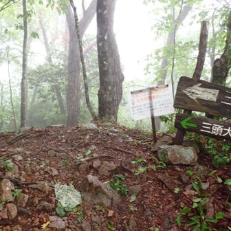 ハチザス沢ノ頭は分岐になっている。
三頭山へは行かず、三頭大滝へ向かって下山する。