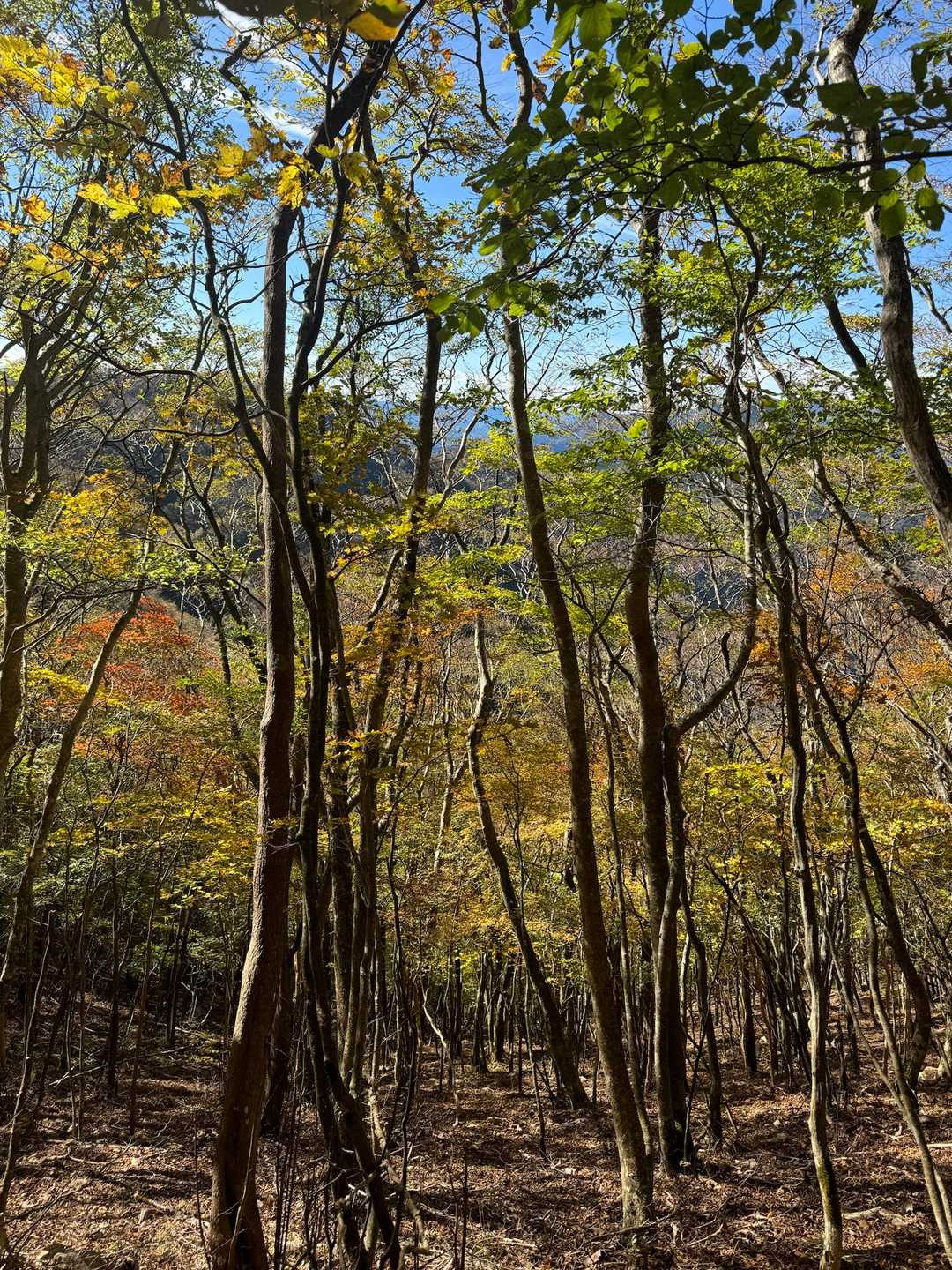 高丸山登山口-三つ尾の峠-一本ブナの峰-高丸山 周回コースの写真