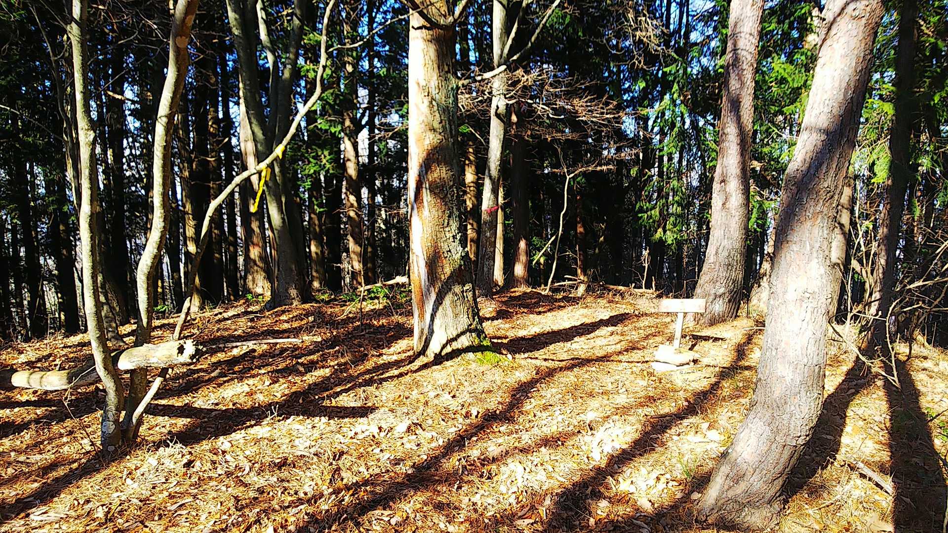 高い木が立ち並び