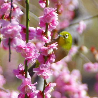 ふらっとまっぷ