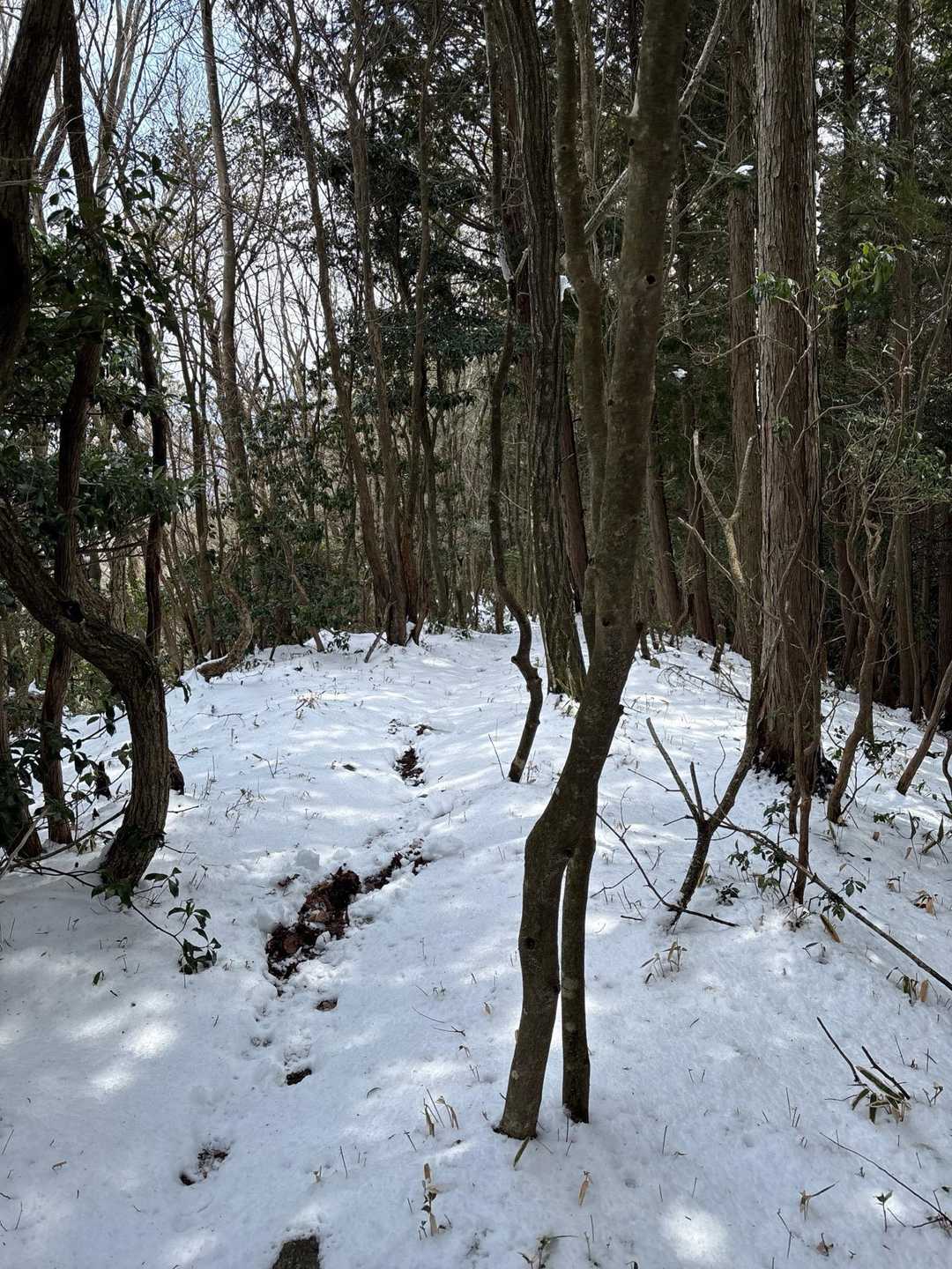 ここからもずっと雪☃️歩き🚶